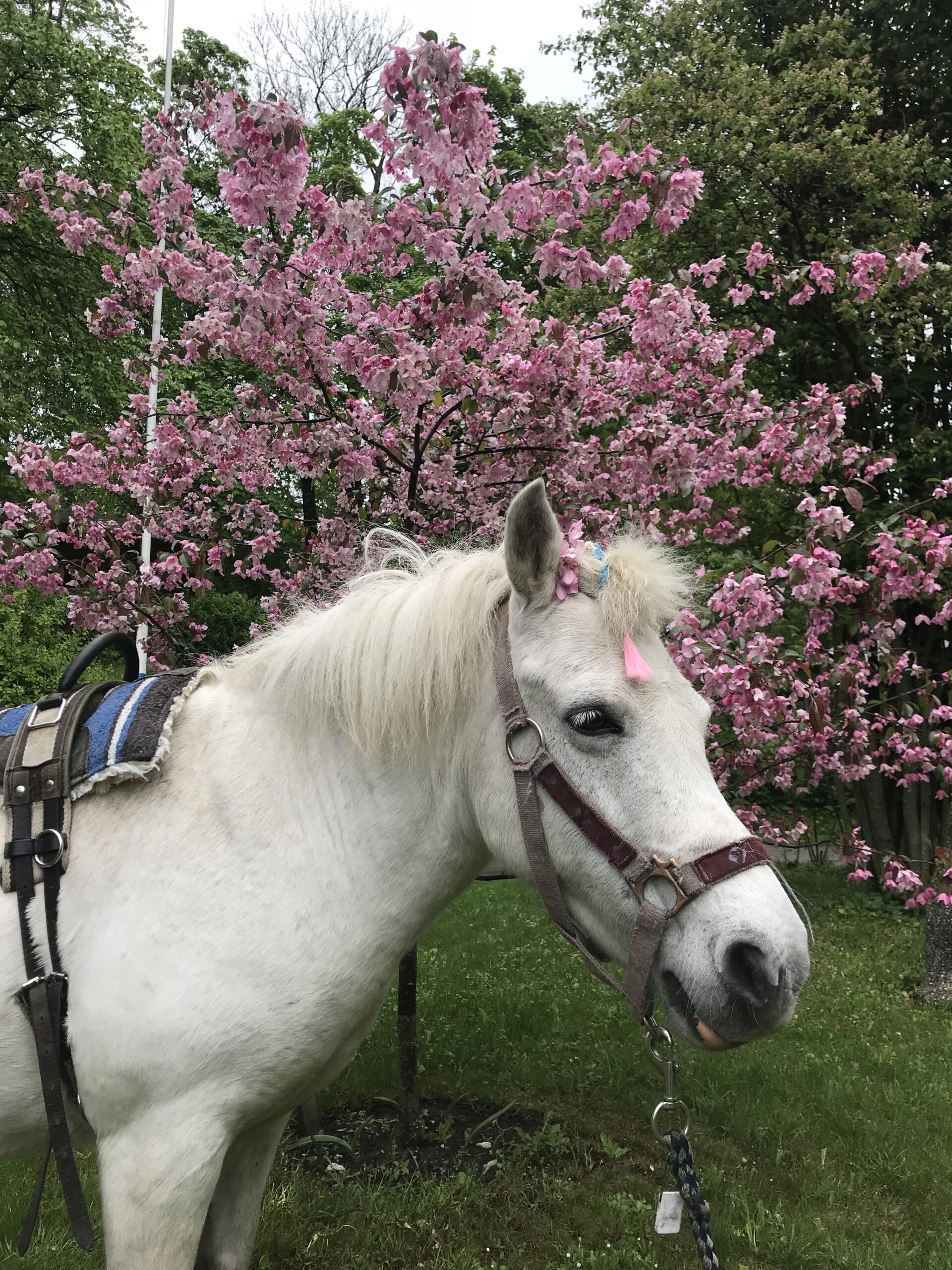 Poni Pusta lastel külas
